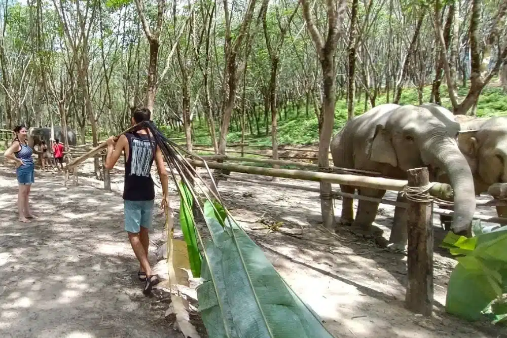 phuket elephant tour