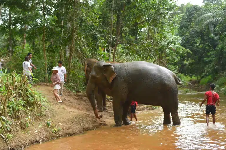 phuket elephant tour