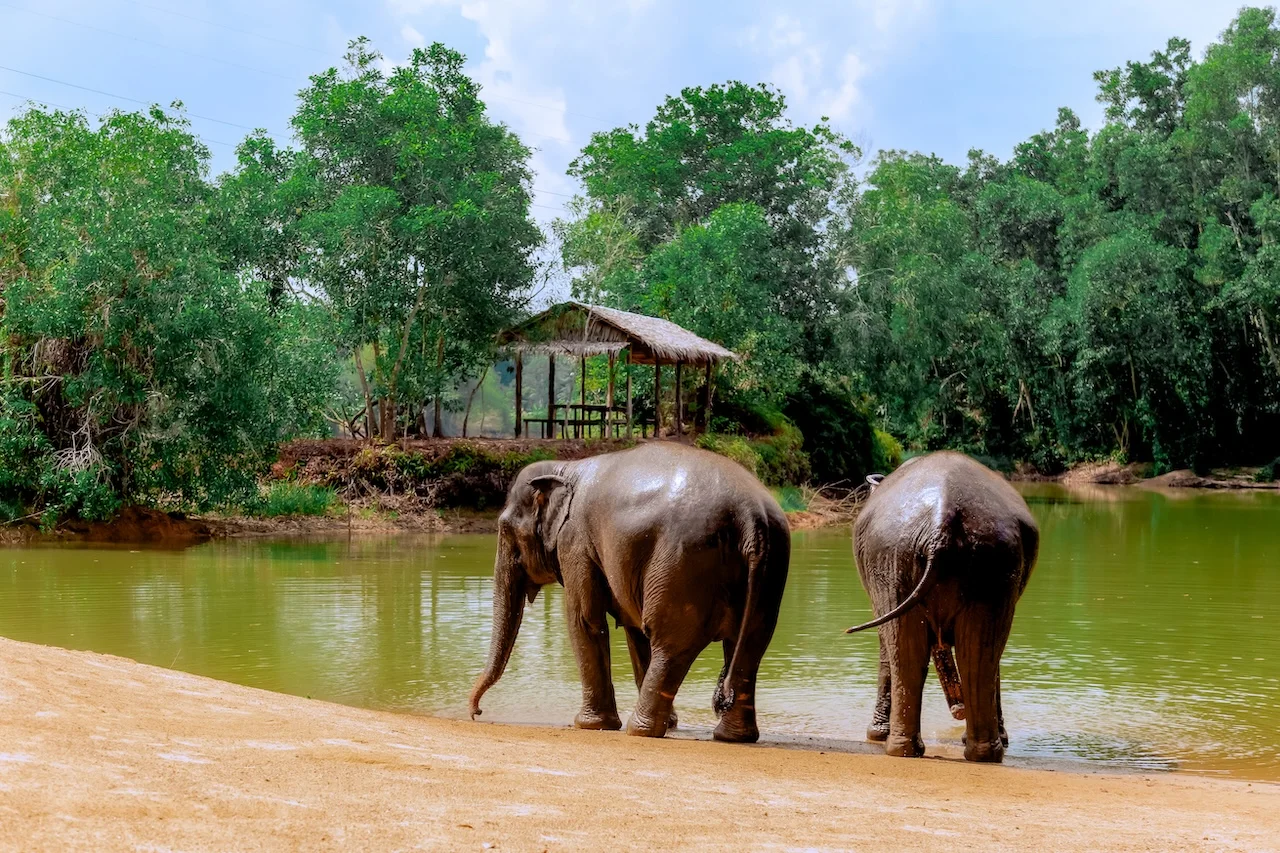 Two elephants walking to the lake at The Lake Phuket Elephant Home