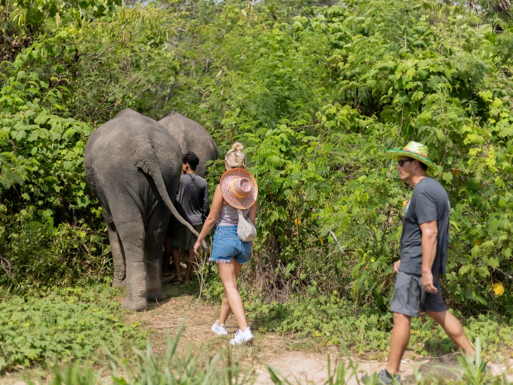 Guests following elephants on a forest path during the Half-Day Observation Tour