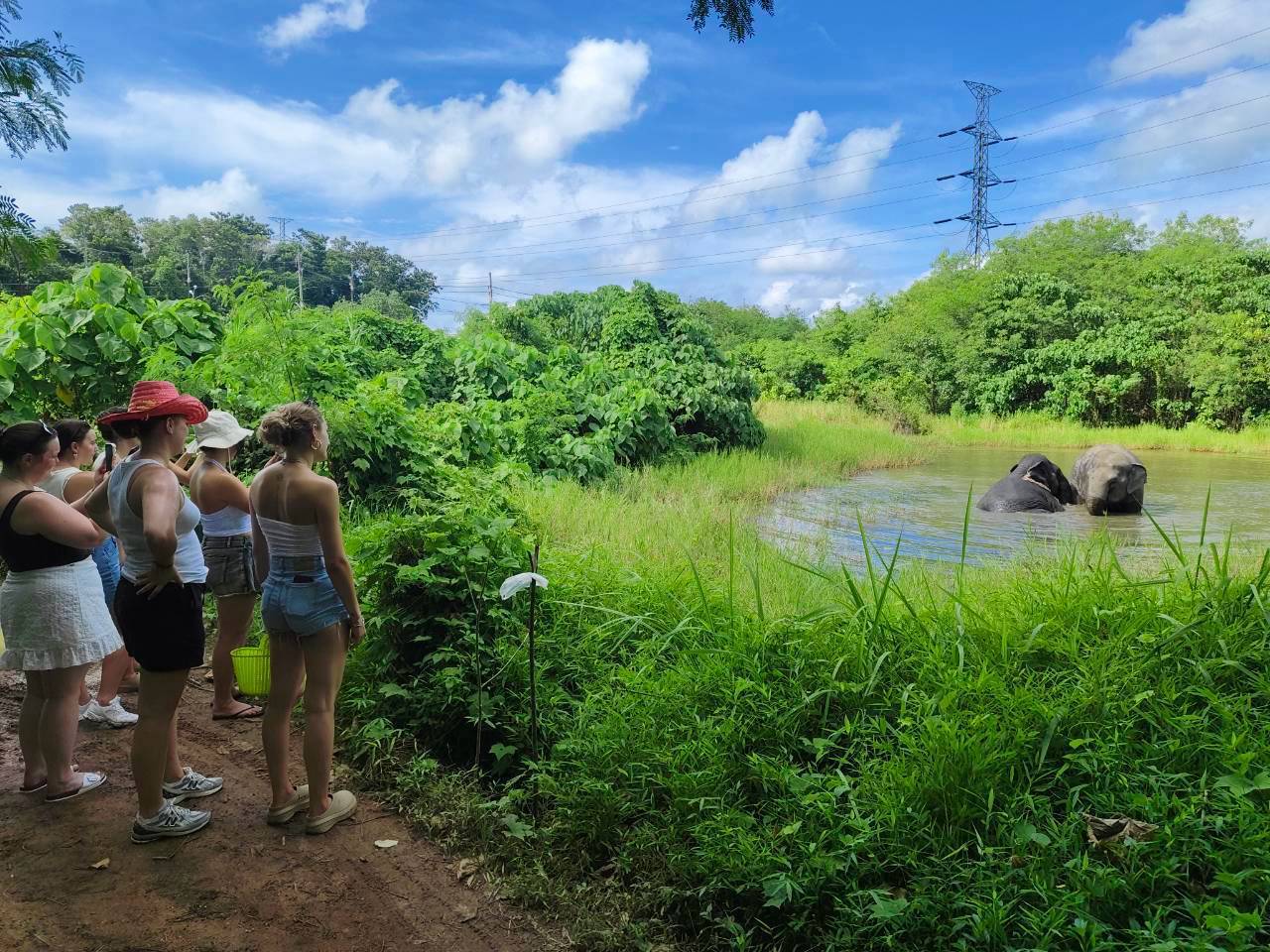 Guests watching elephants cool off in the lake during the Herb Wellness tour