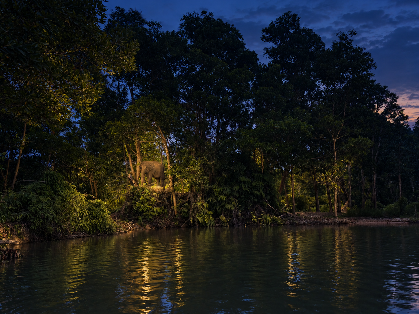 A lone elephant lit up on the lake shore at dusk